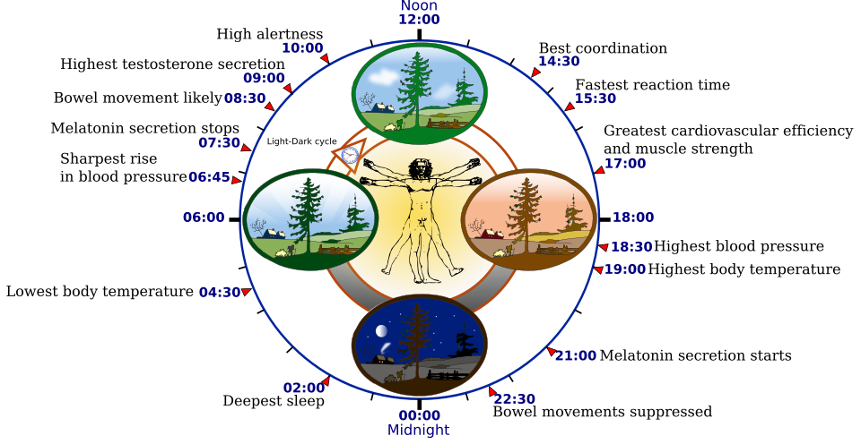 Siklus Biorhythm